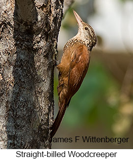 Straight-billed Woodcreeper - © James F Wittenberger and Exotic Birding LLC