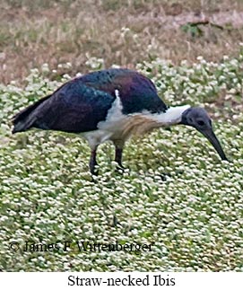 Straw-necked Ibis - © James F Wittenberger and Exotic Birding LLC Straw-necked Ibis - © James F Wittenberger and Exotic Birding LLC