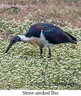 Straw-necked Ibis - © James F Wittenberger and Exotic Birding LLC