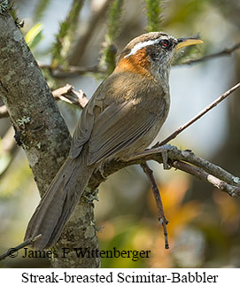 Streak-breasted Scimitar-Babbler - © James F Wittenberger and Exotic Birding LLC Streak-breasted Scimitar-Babbler - © James F Wittenberger and Exotic Birding LLC