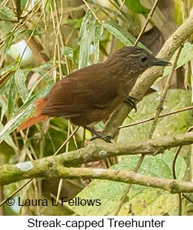 Streak-capped Treehunter - © Laura L Fellows and Exotic Birding LLC