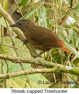 Streak-capped Treehunter - © Laura L Fellows and Exotic Birding LLC