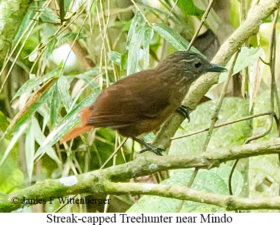 Streak-capped Treehunter - &copy; James F Wittenberger and Exotic Birding LLC