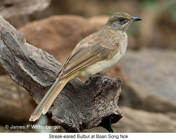 Streak-eared Bulbul - © James F Wittenberger and Exotic Birding LLC