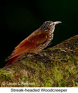 Streak-headed Woodcreeper - &copy; Laura L Fellows and Exotic Birding tours