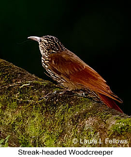 Streak-headed Woodcreeper - &copy; Laura L Fellows and Exotic Birding tours