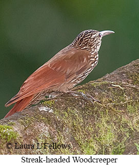 Streak-headed Woodcreeper - © Laura L Fellows and Exotic Birding LLC Streak-headed Woodcreeper - © Laura L Fellows and Exotic Birding LLC