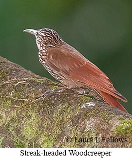 Streak-headed Woodcreeper - © Laura L Fellows and Exotic Birding LLC