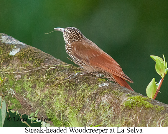 Streak-headed Woodcreeper - &copy; James F Wittenberger and Exotic Birding LLC