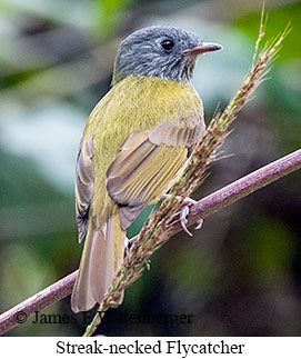 Streak-necked Flycatcher - © James F Wittenberger and Exotic Birding LLC