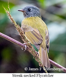 Streak-necked Flycatcher - © James F Wittenberger and Exotic Birding LLC