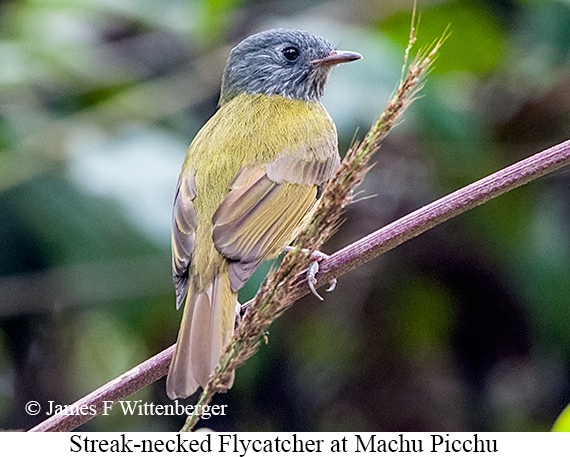 Streak-necked Flycatcher - © James F Wittenberger and Exotic Birding LLC