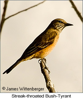 Streak-throated Bush-Tyrant - © James F Wittenberger and Exotic Birding LLC