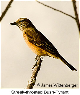 Streak-throated Bush-Tyrant - © James F Wittenberger and Exotic Birding LLC