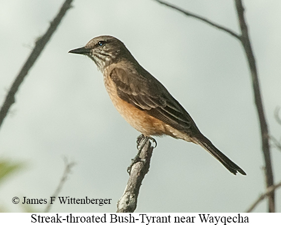 Streak-throated Bush-Tyrant - &copy; James F Wittenberger and Exotic Birding LLC