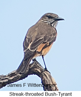 Streak-throated Bush-Tyrant - © James F Wittenberger and Exotic Birding LLC