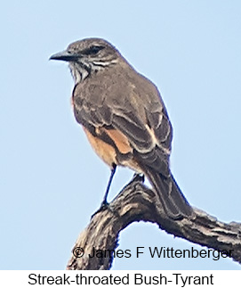 Streak-throated Bush-Tyrant - © James F Wittenberger and Exotic Birding LLC