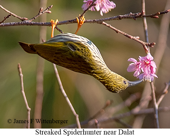 Streaked Spiderhunter - © James F Wittenberger and Exotic Birding LLC Streaked Spiderhunter - © James F Wittenberger and Exotic Birding LLC