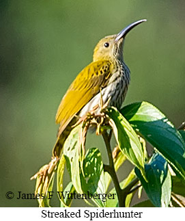 Streaked Spiderhunter - © James F Wittenberger and Exotic Birding LLC