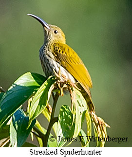 Streaked Spiderhunter - © James F Wittenberger and Exotic Birding LLC Streaked Spiderhunter - © James F Wittenberger and Exotic Birding LLC