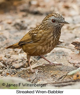 Streaked Wren-Babbler - © James F Wittenberger and Exotic Birding LLC