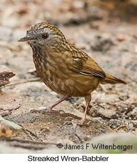 Streaked Wren-Babbler - © James F Wittenberger and Exotic Birding LLC