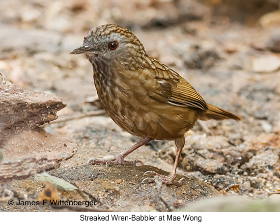 Streaked Wren-Babbler - © James F Wittenberger and Exotic Birding LLC