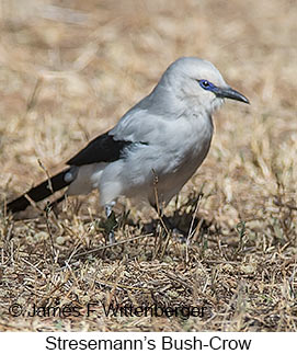 Stresemann's Bush-Crow - © James F Wittenberger and Exotic Birding LLC