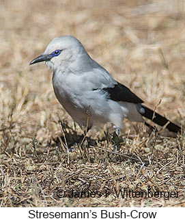 Stresemann's Bush-Crow - © James F Wittenberger and Exotic Birding LLC