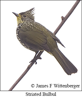 Striated Bulbul - © James F Wittenberger and Exotic Birding LLC