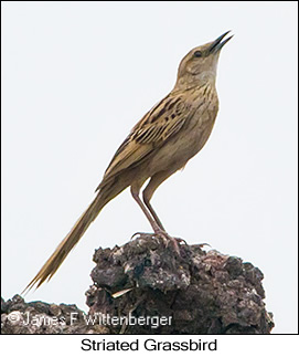 Striated Grassbird - © James F Wittenberger and Exotic Birding LLC