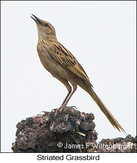 Striated Grassbird - © James F Wittenberger and Exotic Birding LLC
