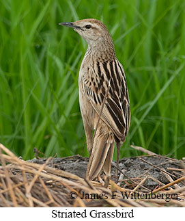 Striated Grassbird - © James F Wittenberger and Exotic Birding LLC