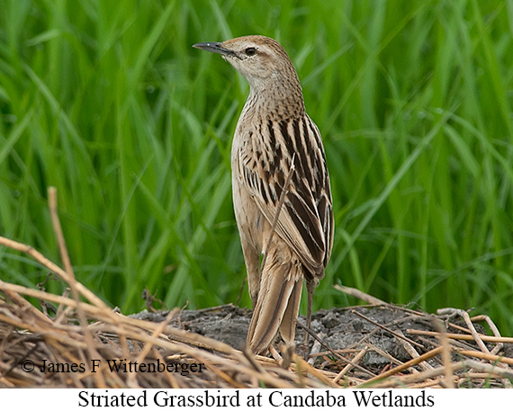 Striated Grassbird - © James F Wittenberger and Exotic Birding LLC