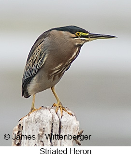 Striated Heron - © James F Wittenberger and Exotic Birding LLC