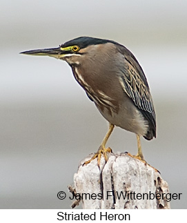 Striated Heron - © James F Wittenberger and Exotic Birding LLC