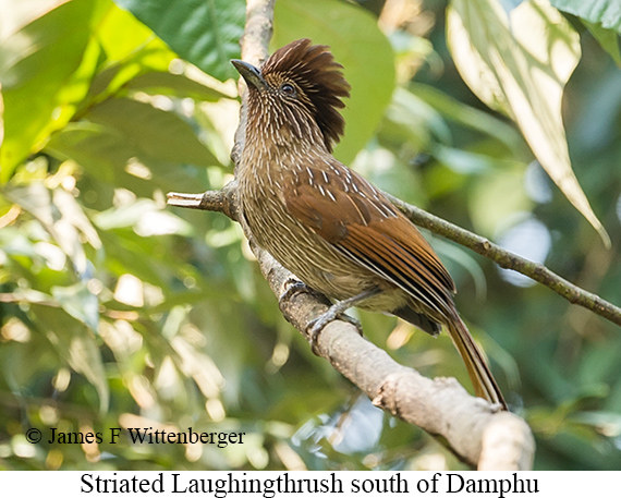Striated Laughingthrush - &copy; James F Wittenberger and Exotic Birding LLC