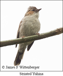 Striated Yuhina - © James F Wittenberger and Exotic Birding LLC Striated Yuhina - © James F Wittenberger and Exotic Birding LLC
