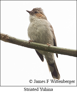 Striated Yuhina - © James F Wittenberger and Exotic Birding LLC