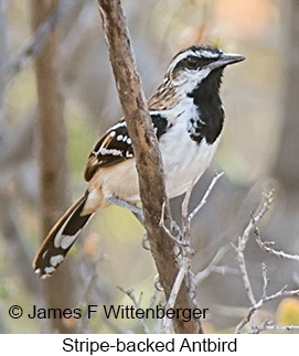 Stripe-backed Antbird - © James F Wittenberger and Exotic Birding LLC