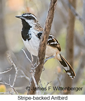 Stripe-backed Antbird - © James F Wittenberger and Exotic Birding LLC