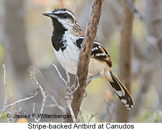 Stripe-backed Antbird - © James F Wittenberger and Exotic Birding LLC