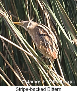 Stripe-backed Bittern - © James F Wittenberger and Exotic Birding LLC Stripe-backed Bittern - © James F Wittenberger and Exotic Birding LLC