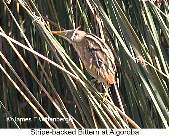 Stripe-backed Bittern - © James F Wittenberger and Exotic Birding LLC Stripe-backed Bittern - © James F Wittenberger and Exotic Birding LLC