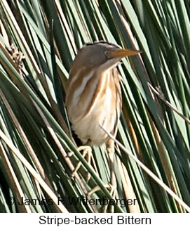 Stripe-backed Bittern - © James F Wittenberger and Exotic Birding LLC Stripe-backed Bittern - © James F Wittenberger and Exotic Birding LLC