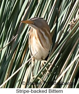 Stripe-backed Bittern - © James F Wittenberger and Exotic Birding LLC