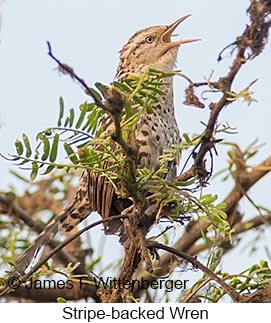 Stripe-backed Wren - © James F Wittenberger and Exotic Birding LLC