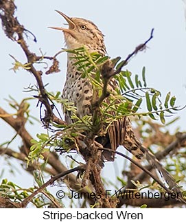 Stripe-backed Wren - © James F Wittenberger and Exotic Birding LLC Stripe-backed Wren - © James F Wittenberger and Exotic Birding LLC