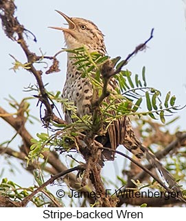 Stripe-backed Wren - © James F Wittenberger and Exotic Birding LLC