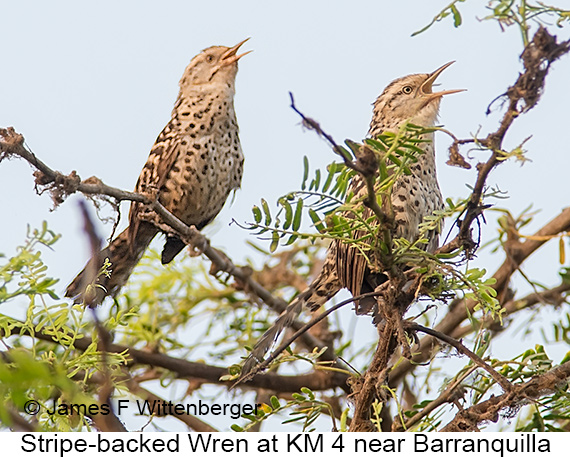 Stripe-backed Wren - © James F Wittenberger and Exotic Birding LLC